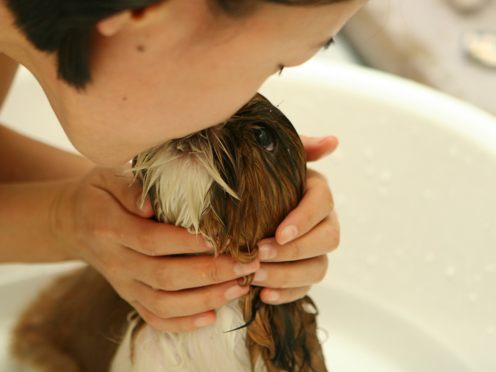 Psi brzo zavole i kupanje i šišanje ako ono postane rutina