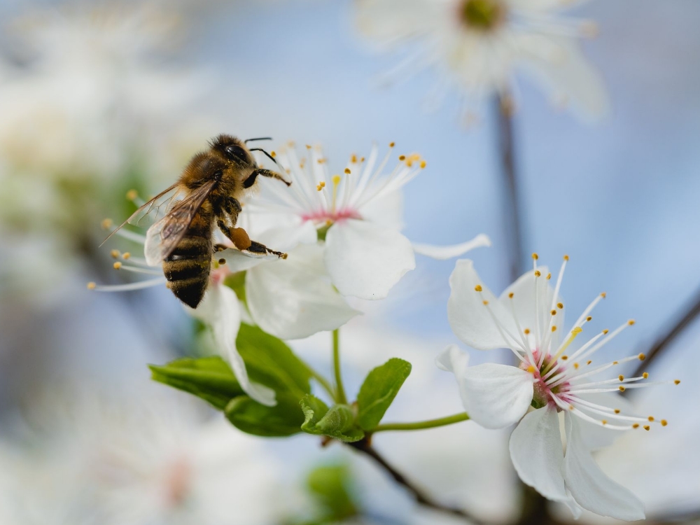 Pčele utječu na trećinu sveukupne proizvodnje hrane na svijetu
